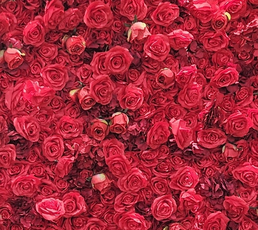 "Scarlet Rose" thumbnail 2