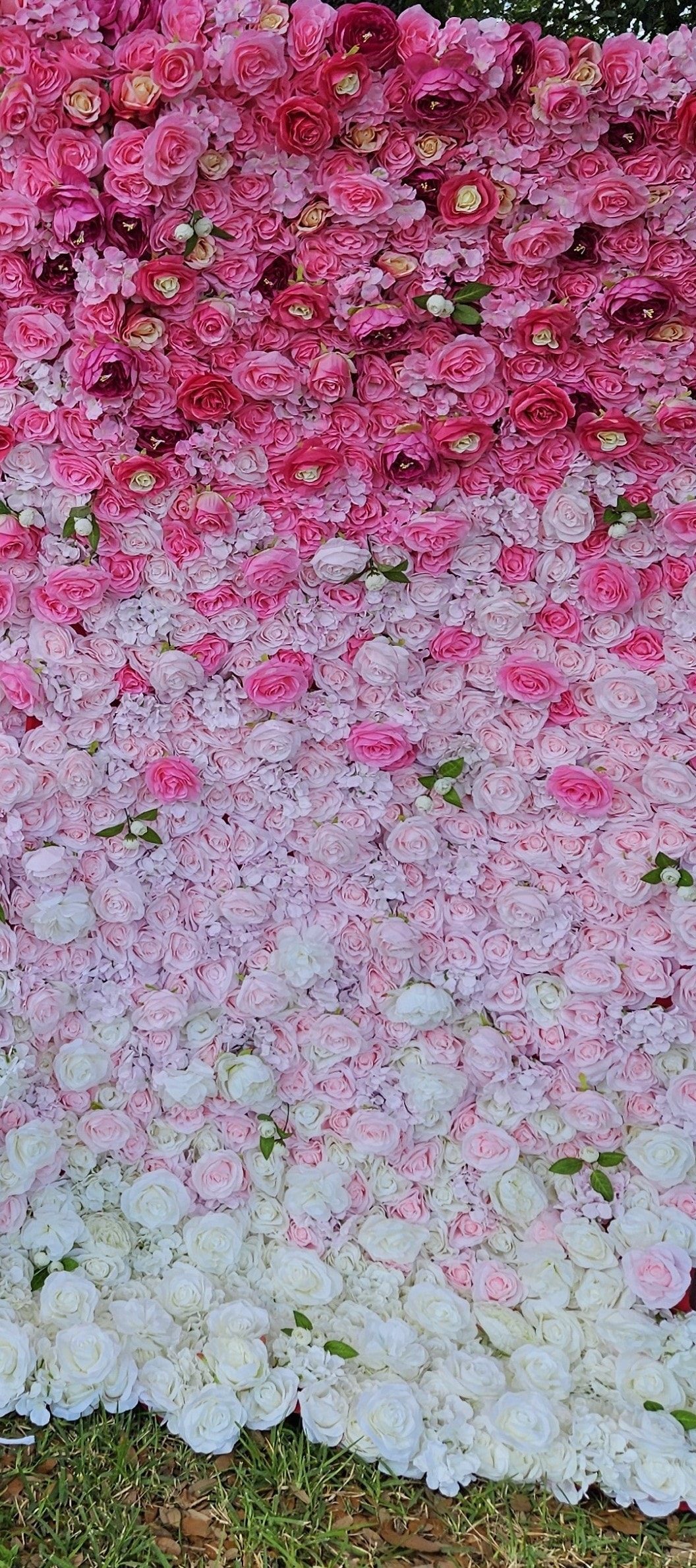 Pink Rose Wall