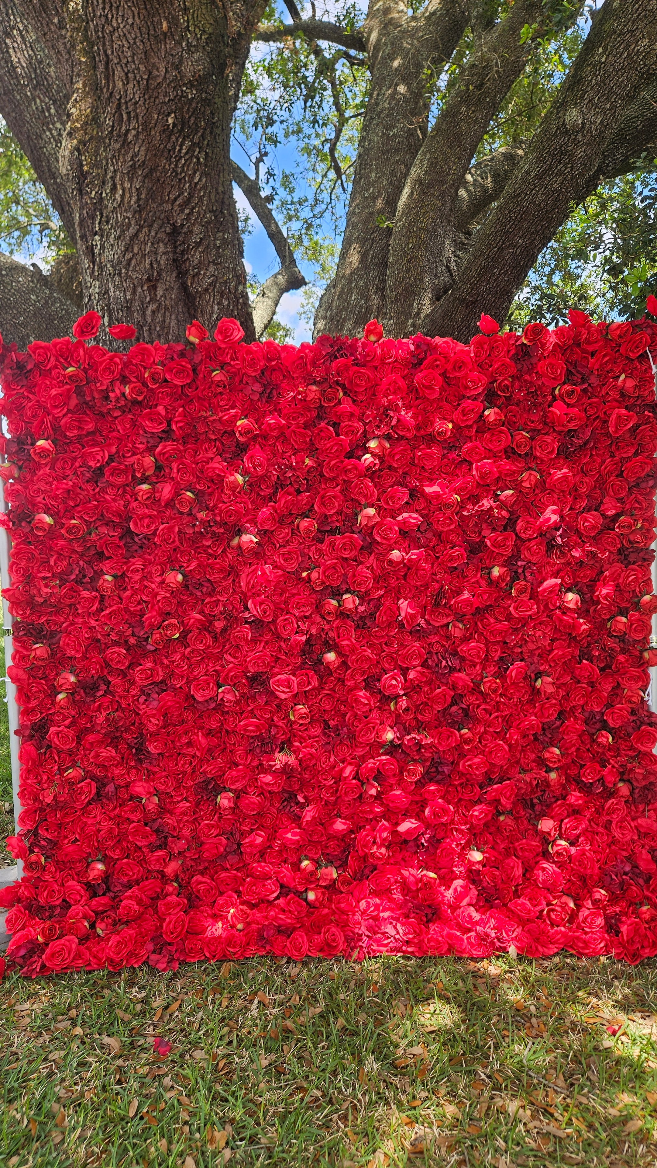 Red Rose Wall